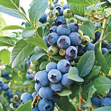 Blueberry 'O'Neal Southern'