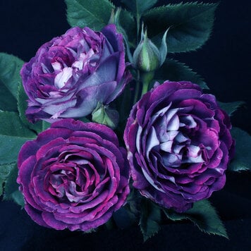 Rose 'Cosmic Clouds™'