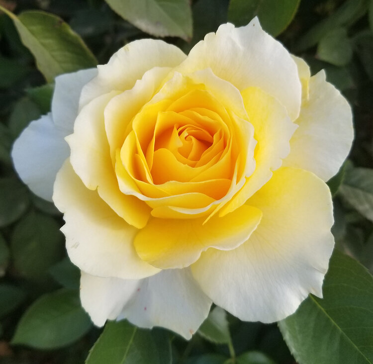 Rose 'Quest for Zest' Grandiflora