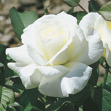 Rose 'Honor' Hybrid Tea