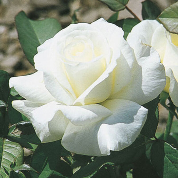 Rose 'Honor' Hybrid Tea