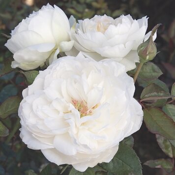 Rose 'Bolero' Floribunda