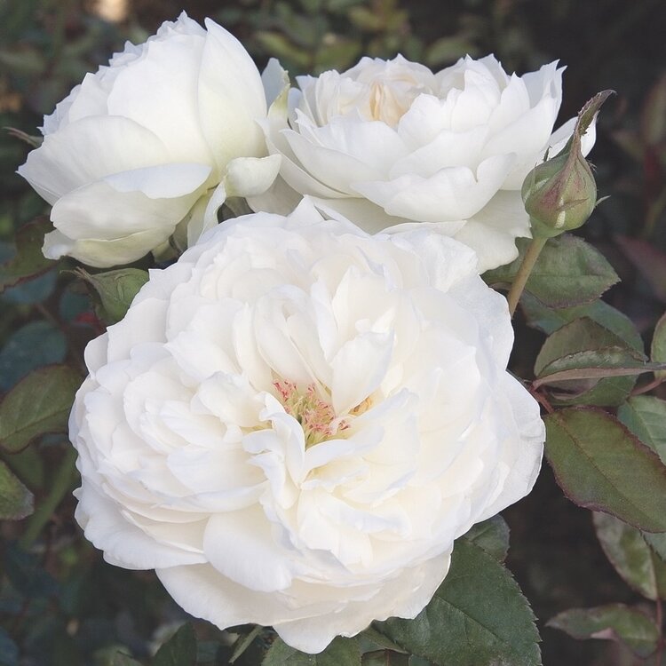 Rose 'Bolero' Floribunda