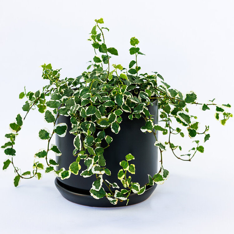 Ficus repens 'Creeping Fig, Variegated'