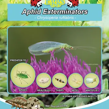 Tip Top Bio-Control Green Lacewings 1000