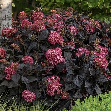 Hydrangea  Eclipse®