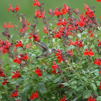 Salvia greggii 'Flame'