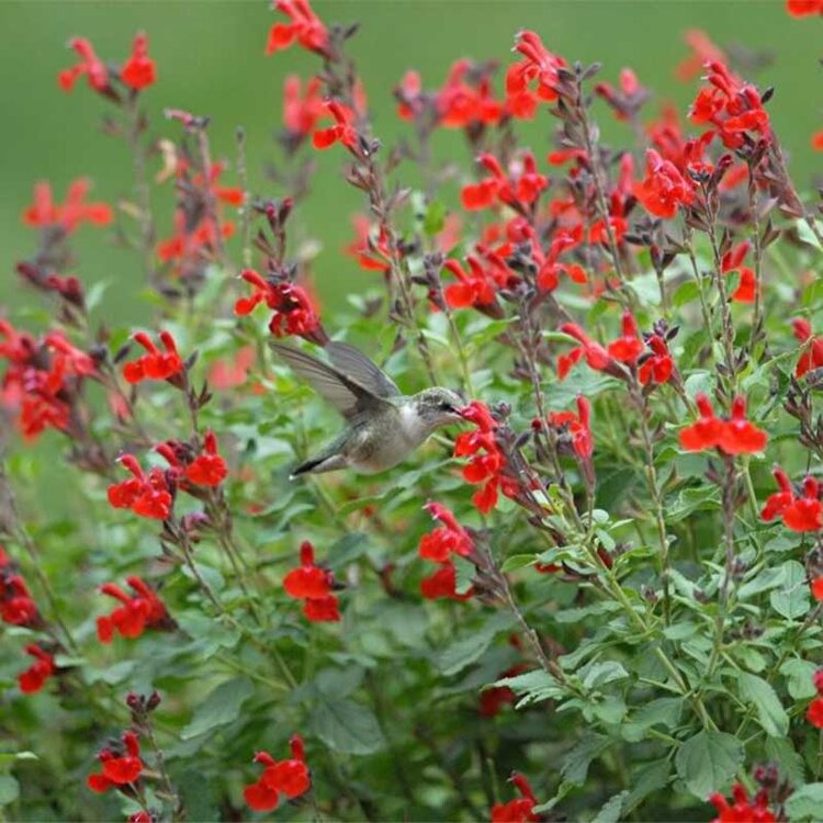 Salvia greggii 'Flame'