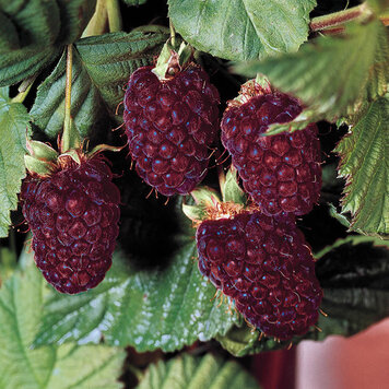 Boysenberry 'Thornless'