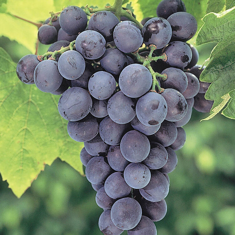 Grape 'Concord Seedless'
