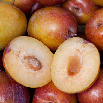 Pluot 'Flavor Grenade'