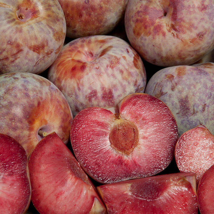 Pluot 'Dapple Dandy®' on Citation RS.