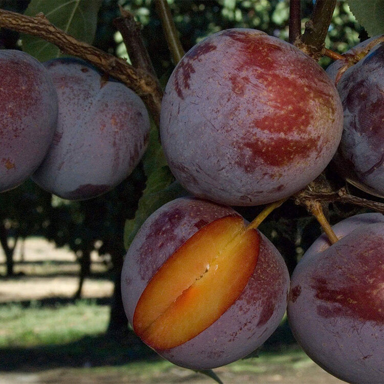 Pluot 'Flavor King®' on Citation RS.