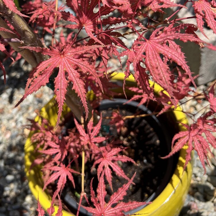 Acer palmatum 'Frosted Purple'