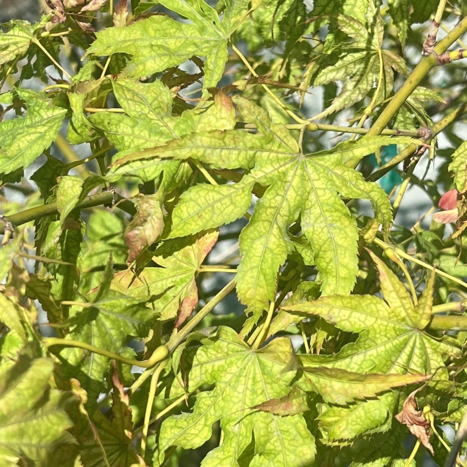 Acer 'Peaches-N-Cream' 5 gal - Evergreen Nursery