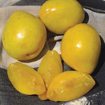 Plum 'Golden Nectar'
