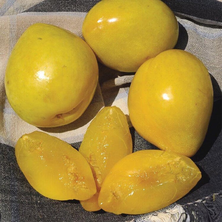 Plum 'Golden Nectar'