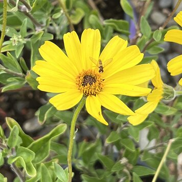 Encelia californica