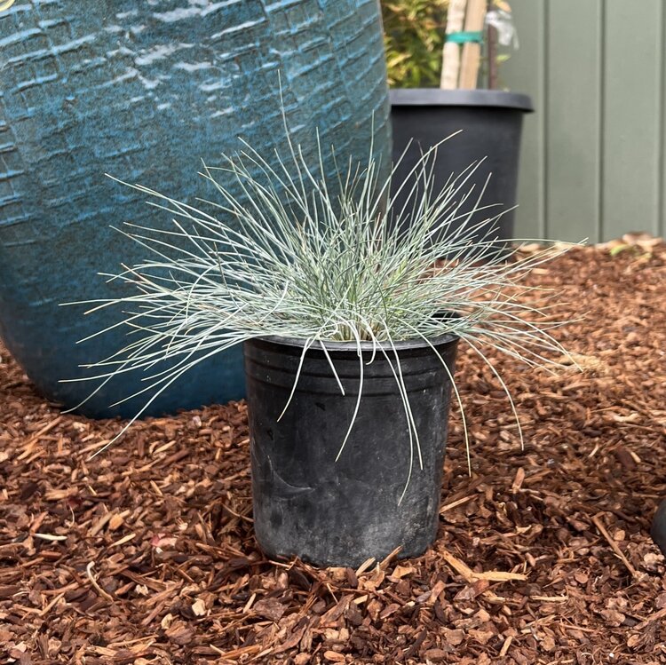 Festuca idahoensis 'Siskiyou Blue' 1 gal