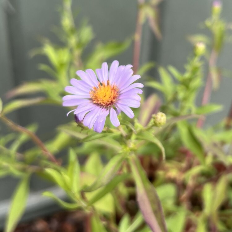 Aster chilensis 'Purple Haze' CalNative 1 gal