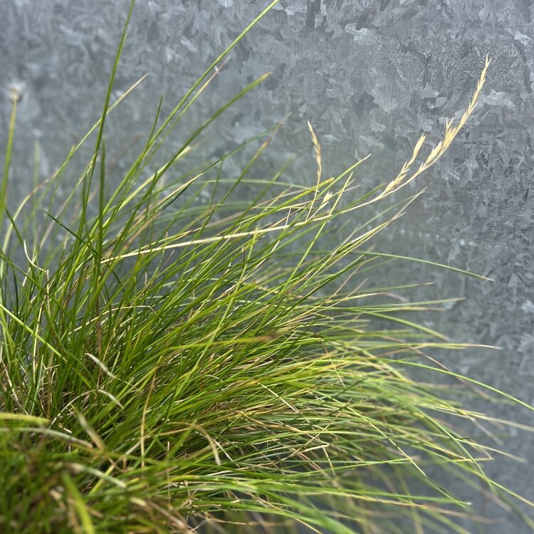 Festuca rubra 'Pt. Molate' CalNative 1 gal