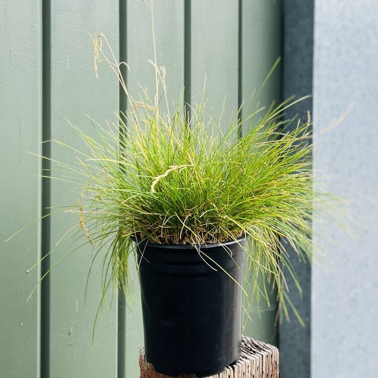 Festuca rubra 'Pt. Molate' CalNative 1 gal