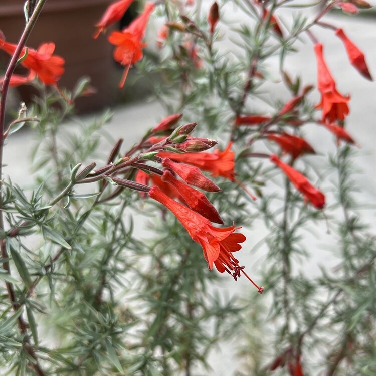 Epilobium californica 'Bowman's #1' CalNative 1 gal