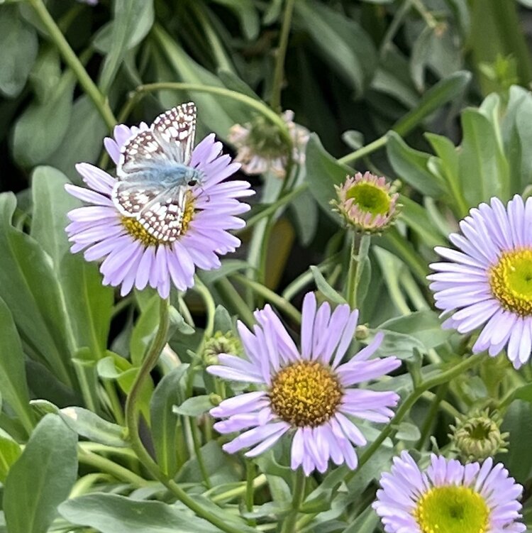 Erigeron glaucus 'Wayne Roderick' CalNative 1 gal