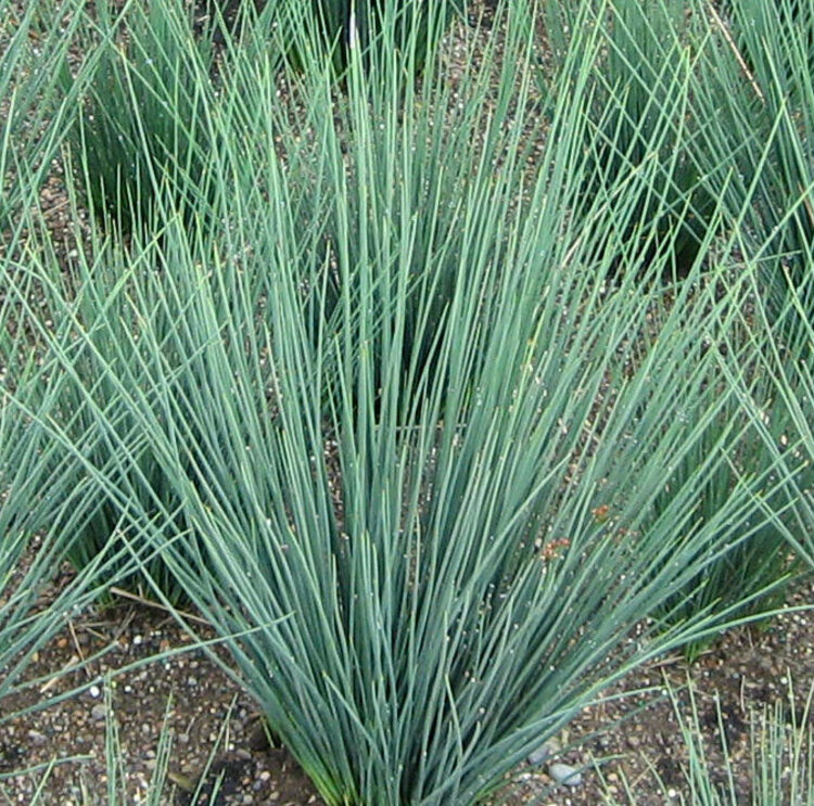 Juncus 'Elk Blue' CalNative 1 gal