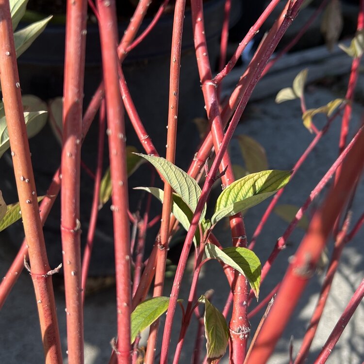 Cornus baileyi 5 gal