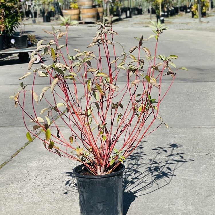 Cornus baileyi 5 gal