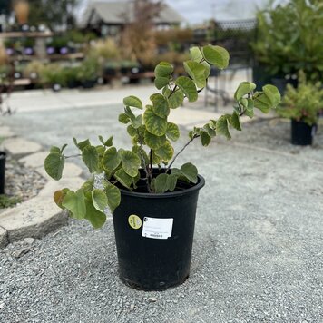 Cercis occidentalis (Western Redbud) CalNative