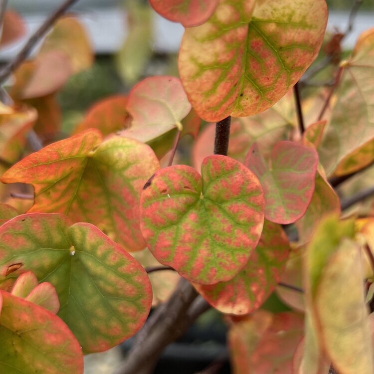 Cercis occidentalis (Western Redbud) CalNative