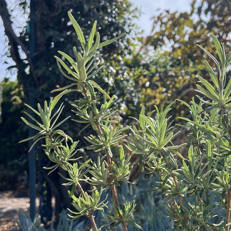 Salvia brandegeei 'Pacific Blue' CalNative 1 gal