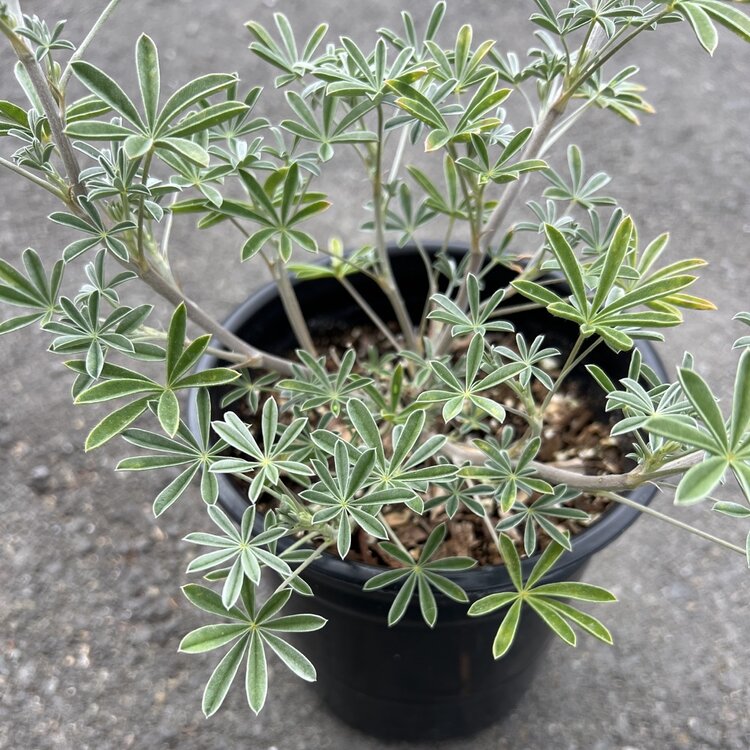 Lupinus albifrons 'Silver Lupine' CalNative 1 gal