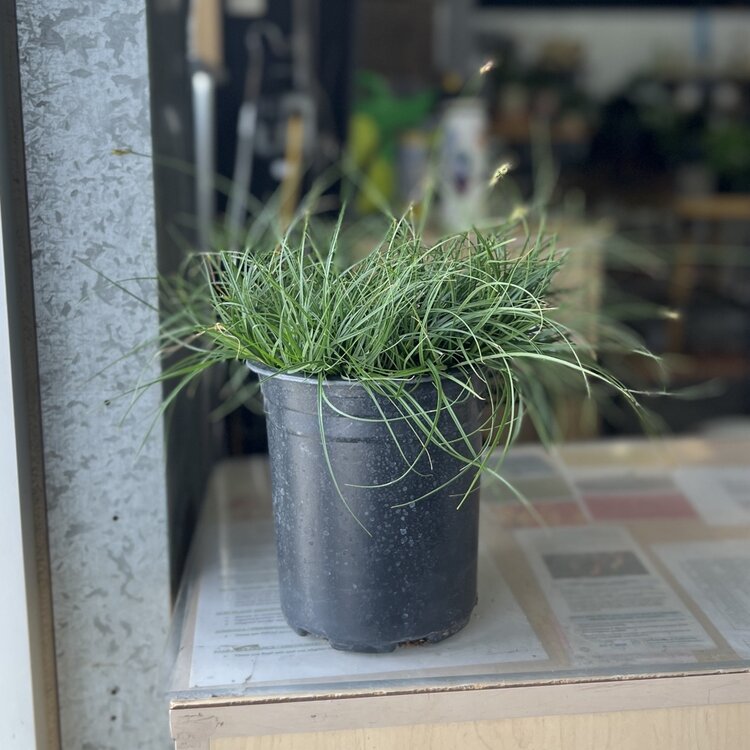 Carex tumulicola CalNative 1 gal