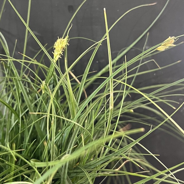 Carex tumulicola CalNative 1 gal