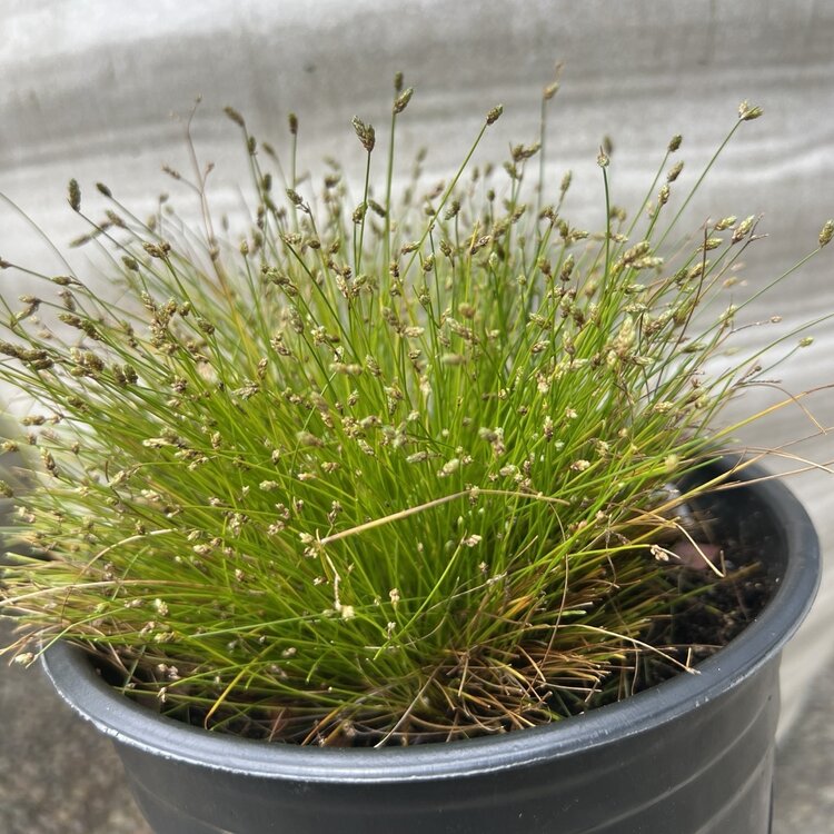 Scirpus cernuus CalNative 1 gal