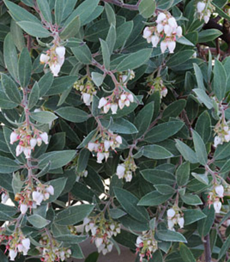 Arctostaphylos 'Pacific Mist' CalNative