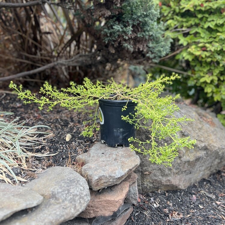 Baccharis pilularis 'Pigeon Point' CalNative 1 gal