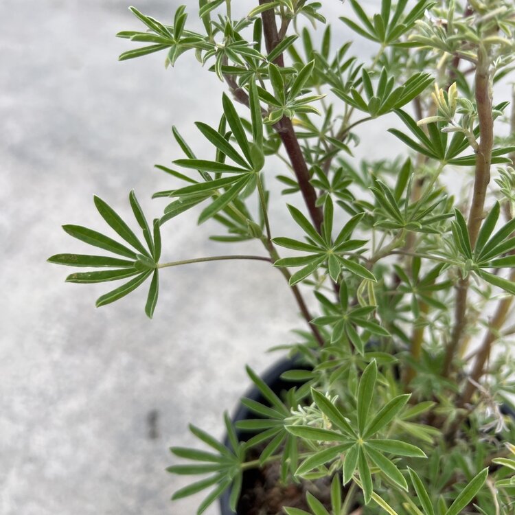 Lupinus arboreus 'Coastal Bush Lupine' CalNative 1 gal