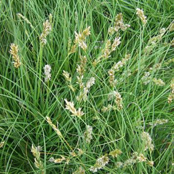 Carex pansa