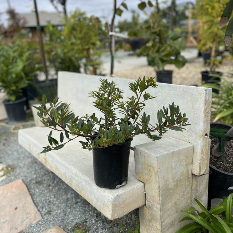 Rhamnus californica 'Mound San Bruno' CalNative 1 gal