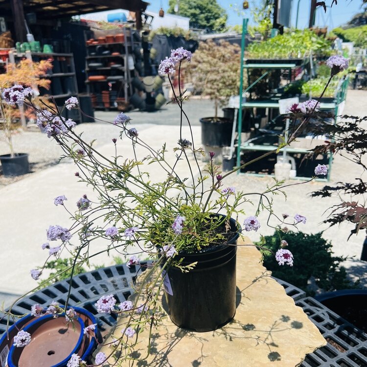 Verbena lilacina 'Paseo Rancho' CalNative
