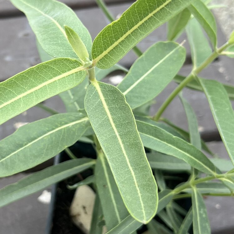 Asclepias fascicularis (Milkweed) CalNative