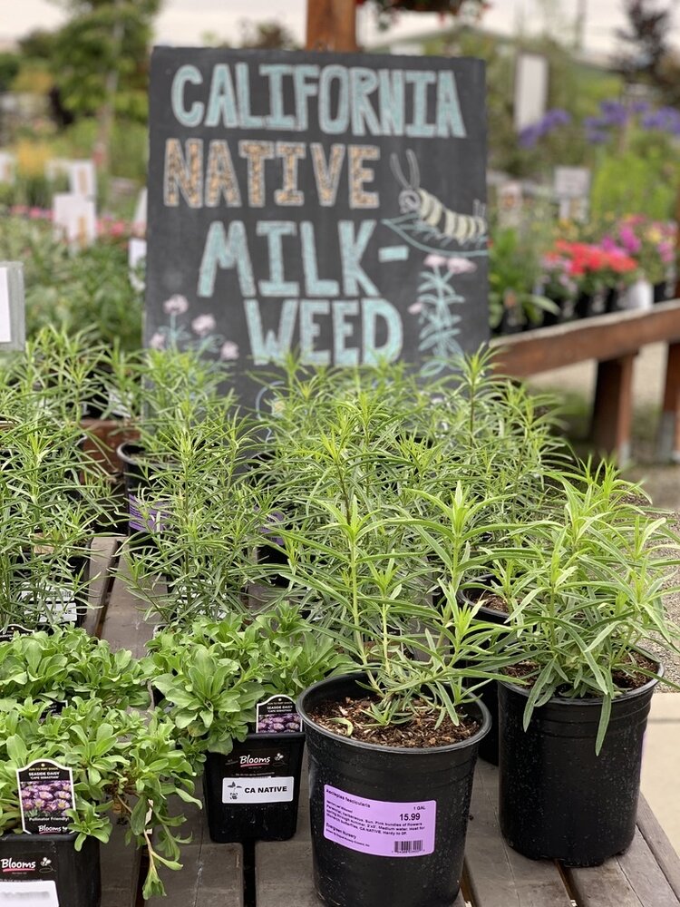 Asclepias fascicularis (Milkweed) CalNative