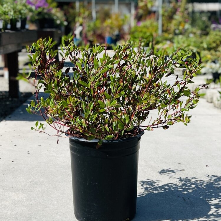 Arctostaphylos den. 'Howard McMinn' CalNative