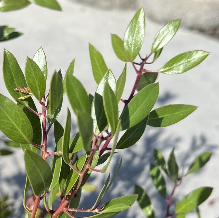 Arctostaphylos den. 'Howard McMinn' CalNative