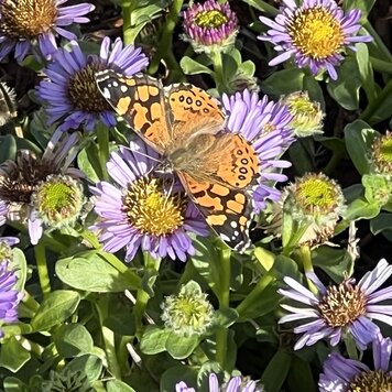 Aster chilensis 'Purple Haze'