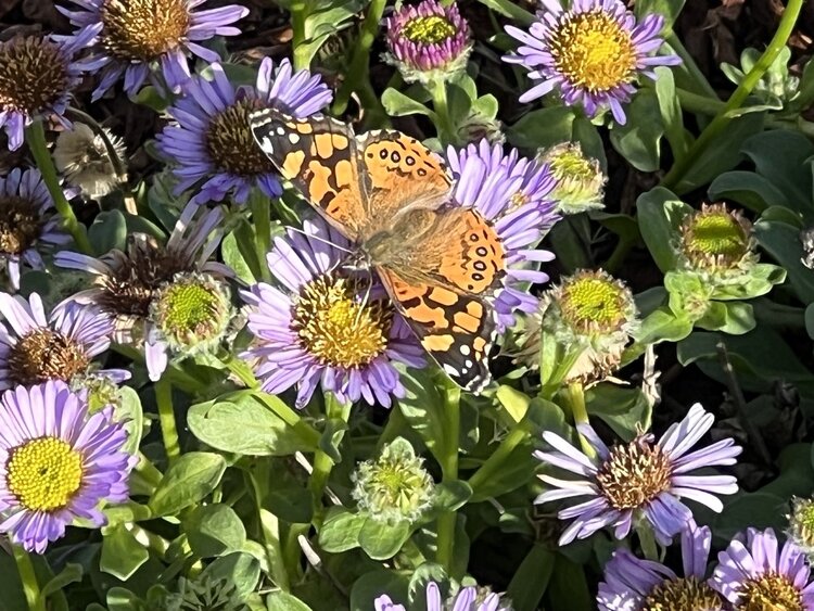 Aster chilensis 'Purple Haze' CalNative 1 gal